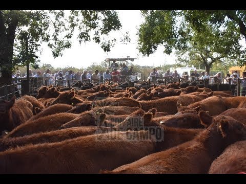 Resumen del remate de Hugo R. Aristegui & Cía. - Miércoles 10 de Abril de 2019 - Cachari