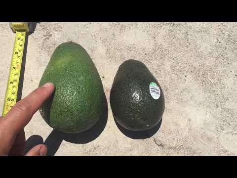 This 8 Year Old Avocado Tree is 3 Feet Tall and...