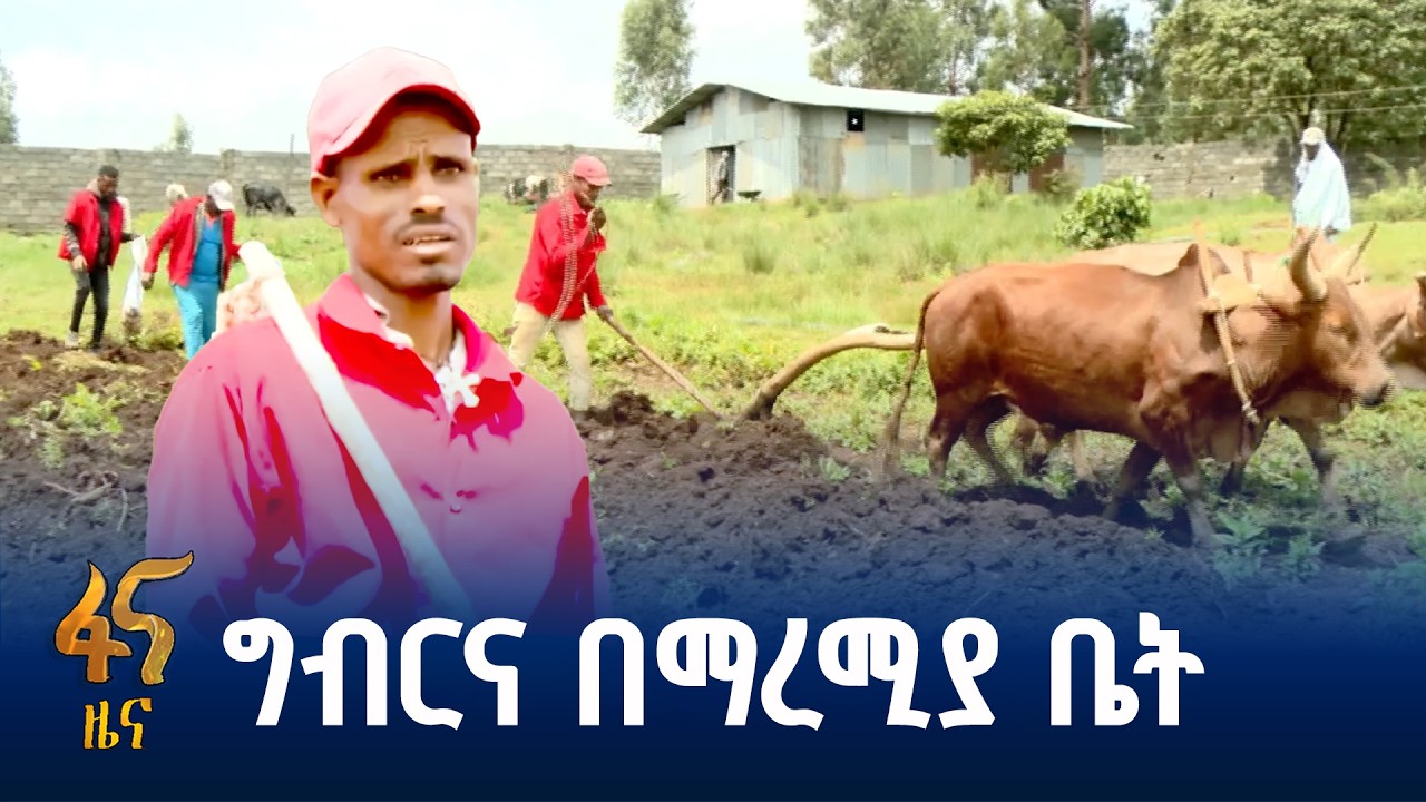 “ሥራ ላይ መዋላችን የአዕምሮ እረፍት ሰጥቶናል”