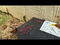 Boxelder Bugs Take Over Side of the Home in Middletown, NJ