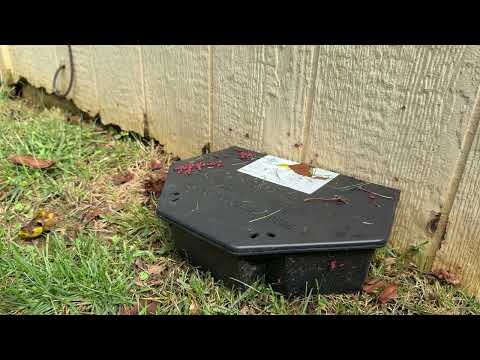 Boxelder Bugs Take Over Side of the Home in Middletown, NJ