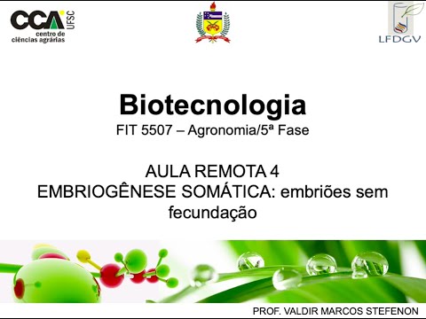 4.Biotec_AulaRemota4 - Embriogênese somática