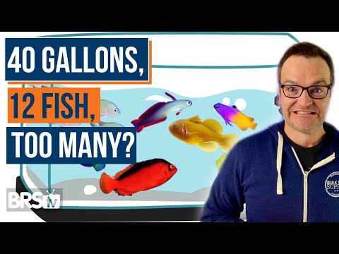 Overstocked or Just Right? Top 10 Beginner Saltwater Fish & Stocking Tips! - Ep: 31b