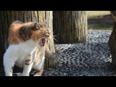 Bunyi Kucing Gaduh - 100% kucing anda akan bangun | Cat fight sound #shorts #catshorts