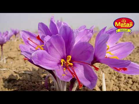 Saffron (Kesar )