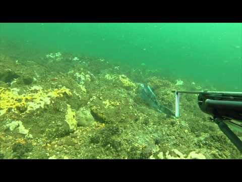 Spearfishing NJ 2014 HD