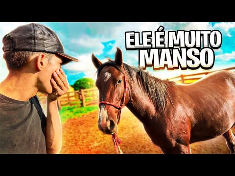 DOMEI O CAVALO NOVO PELA PRIMEIRA VEZ