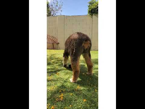 Crystal the Pet Nanny. LLC video.