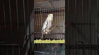 Download lagu FALK FULL NGEKEK mp3