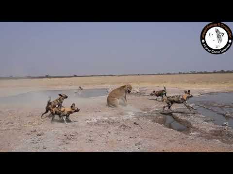 lioness fights off pack of wild dogs