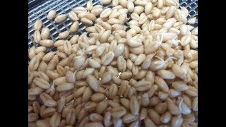 Sprouting  Wheat Berries with Angie