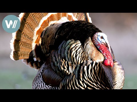 Highway durch die Prärie – Offenes Buschland | Tiere vor der Kamera (2012) | Folge 51/57