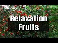 Peace Relaxing Music 09