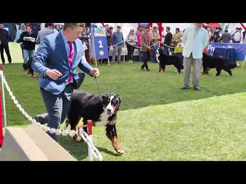 ⭐Max⭐ Boyero de Berna - Bernese Mountain Dog
