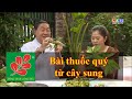 BÀI THUỐC QUÝ TỪ CÂY SUNG Lương Y Nguyễn Công Đức