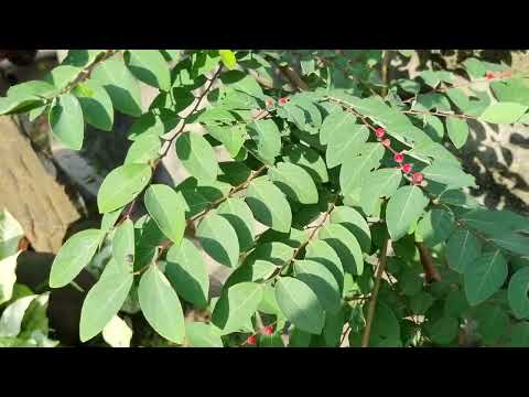 giống cây phèn đen ra trái cực sai