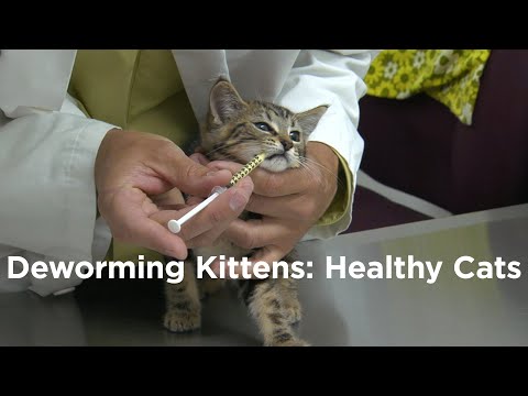 Deworming Kittens: How to have a Healthy Cat