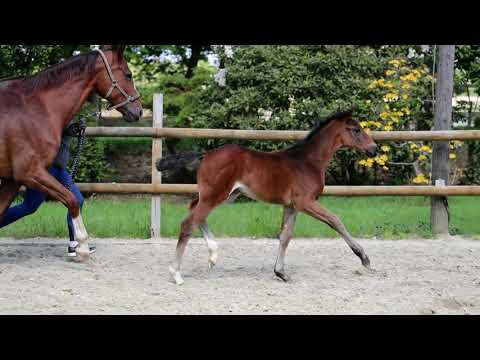 SF von For Dance - Detroit - Fürst Heinrich - Feinbrand - for sale-