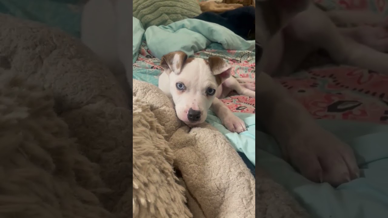 Clark Kent , an adopted mixed breed in Myrtle Beach, SC video 3/4