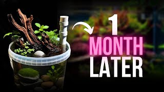 Low-Tech Outdoor Pond Growth Update ✅| How to Care Your🐟Fish Pond | Easy Maintenance Tips✅