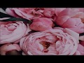 Halsey - Sorry (Letra en Español/Ingles) Halsey - Sorry (Letra en Español/Ingles)