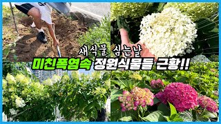 폭염을 이겨내고 있는 정원식물들!! 돌밭 파고 새 식물 심다가 탈진할 뻔 했네요 ㅠㅠ