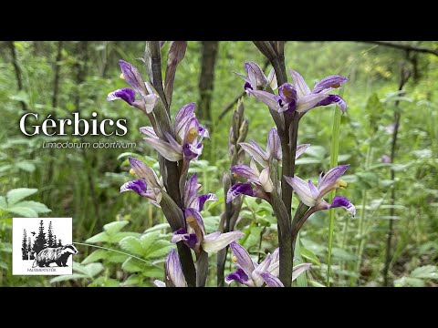 Gérbics