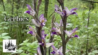 Gérbics – fajismertető videó