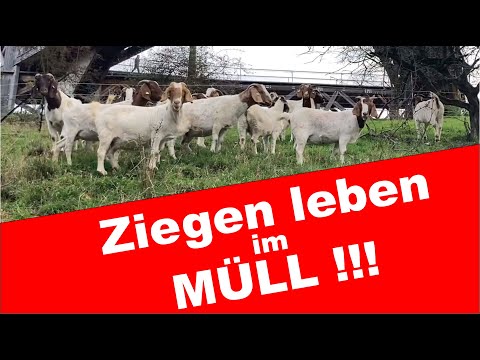 Ziegen leben im Müll