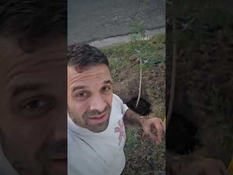 Urban Tree Planting: City Property Street Tree Guide