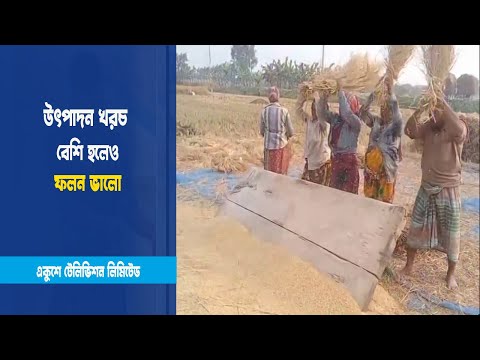আমন ধান কাটা ও মাড়াই চলছে
