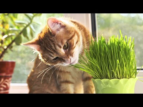 CAT LOVES GREEN GRASS.Benefits of Grass for Cats..
