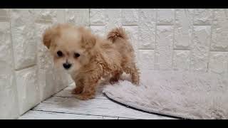 ハーフ犬の動画01