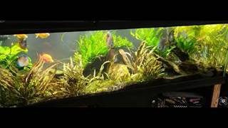125 Discus Tank Gets A Haircut