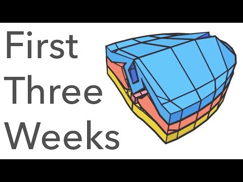 Embryology Animated - the First Three Weeks