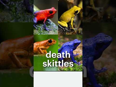 Visualize your frogs, and anything else, with #Lucidchart ! #frogs #LucidExplains