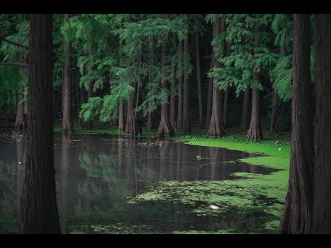 1 Hour Relaxing Piano Music with nature and birds sounds, Perfect Relaxing music for sleep (A-Must)