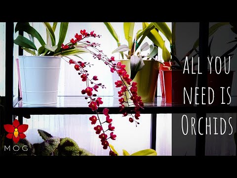 Breathtaking Orchids you CAN grow at home! - Honestly, better than any other houseplants 🤷🏻‍♀️