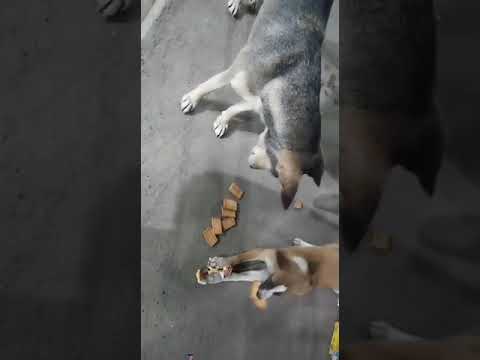 Pleased  🙏🙏Helping Street Dog's All Over The  World.....🙏🙏😔😔.. sushmita Bhaskar vlog//