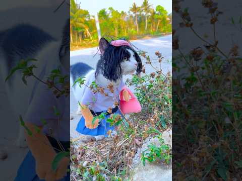 Zesika kencing di pinggir jalan😹#kucing #cat #youtubeshorts