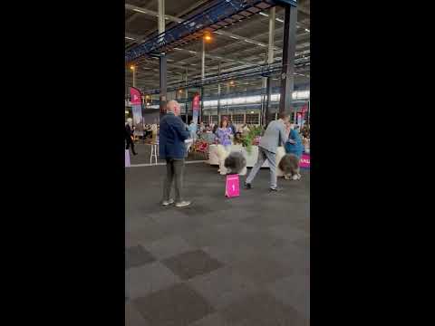 Int dogshow Holland cup. 5.6.2022