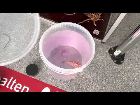 Jetzt ganz einfach verschiedene Diskus Vergesellschaften! Schnell Quarantäne komplett Set