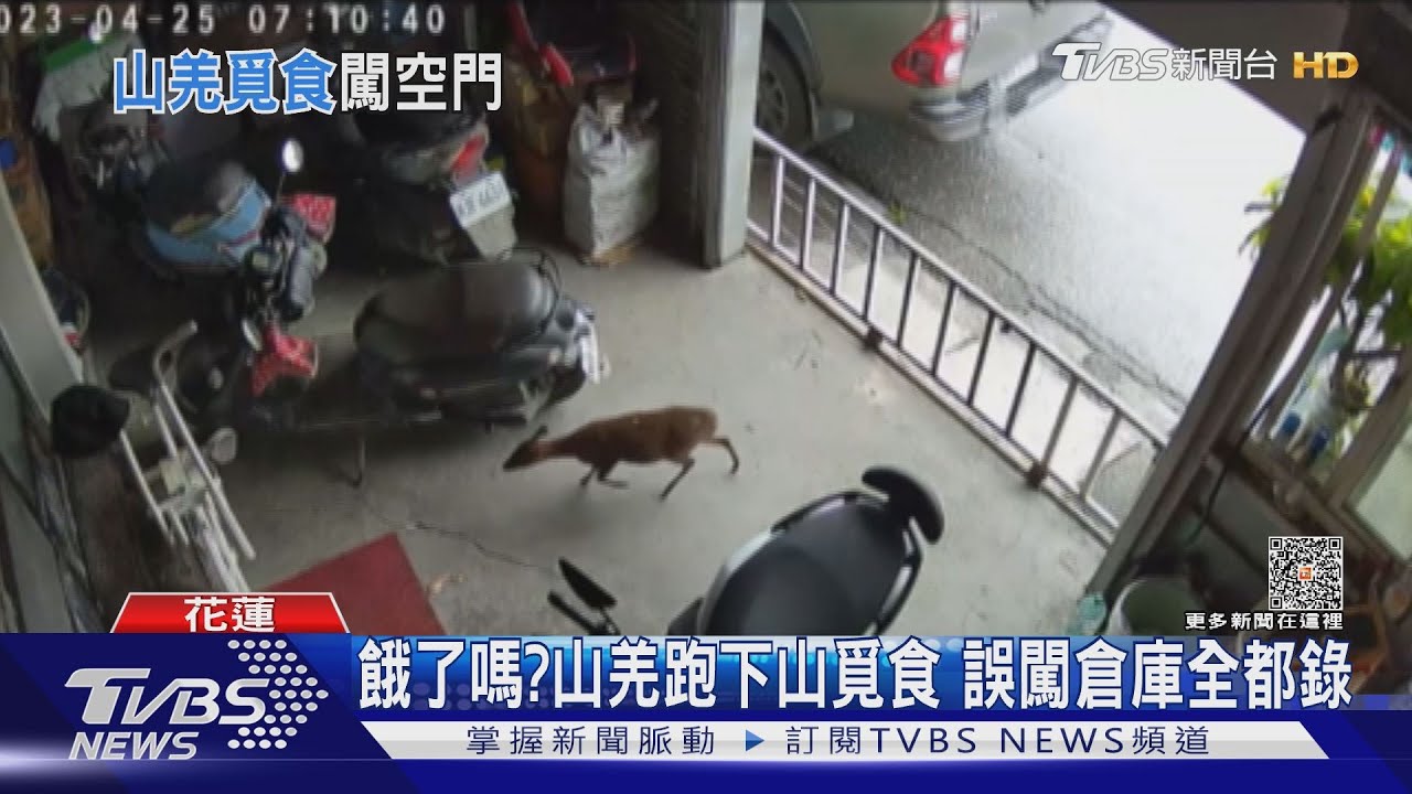 餓了嗎?山羌跑下山覓食 誤闖倉庫全都錄