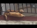 UNUSUAL MEMES COMPILATION V195