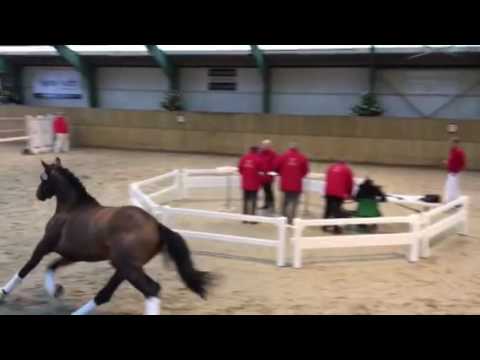 HP Escalibur e. Escolar x Sir Donnerhall x Donnerhall