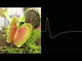 Action Potentials from Venus Fly Traps 
