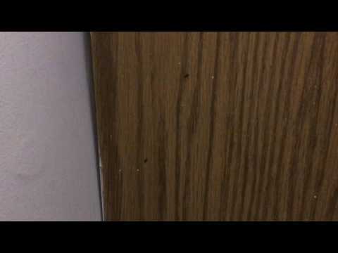 Following the Pavement Ant Trail in Cream Ridge, NJ