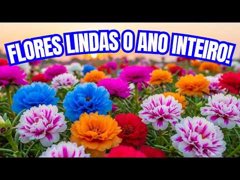 8 essential tips for growing eleven o'clock flowers and never losing them again.