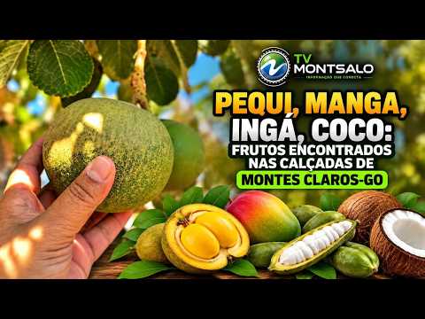 Pequi, manga, ingá, coco: frutos encontrados nas calçadas de Montes Claros de Goiás 