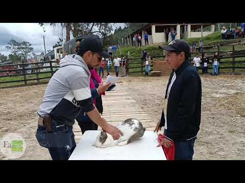 Exposición de Conejos en Úmbita Boyacá Colombia